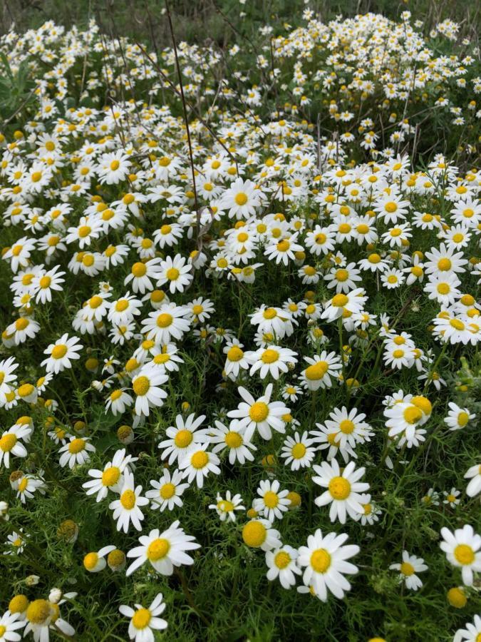 Herdade De Alagaes 메르톨라 외부 사진